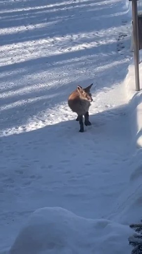 � ���� �������� ������ ������� �������