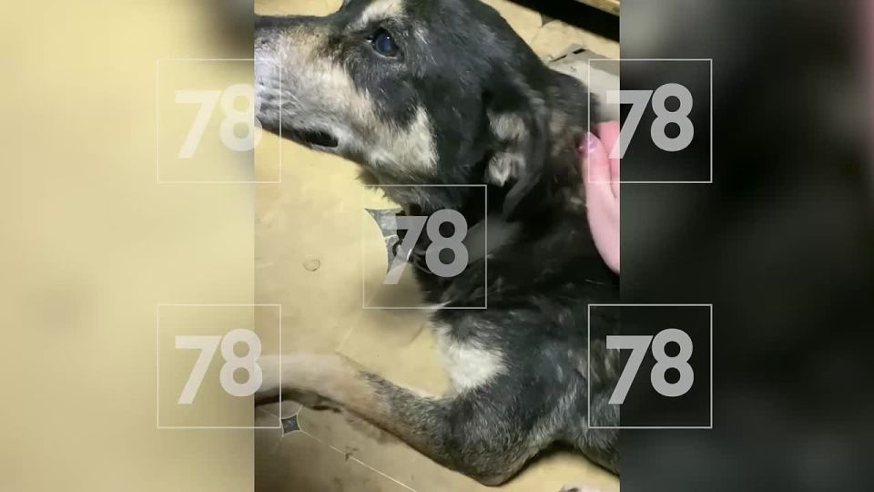 «Найдена теперь официально»: катавшаяся на автобусе собака Муся вернулась домой