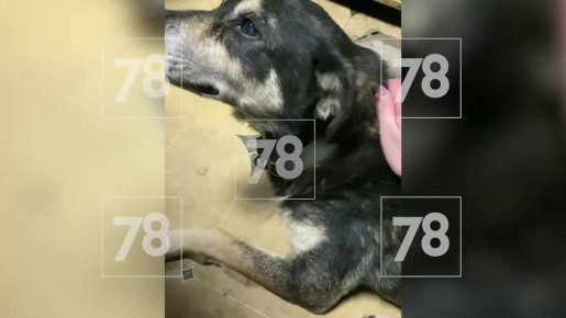 �������� ������ ����������: ���������� �� �������� ������ ���� ��������� �����