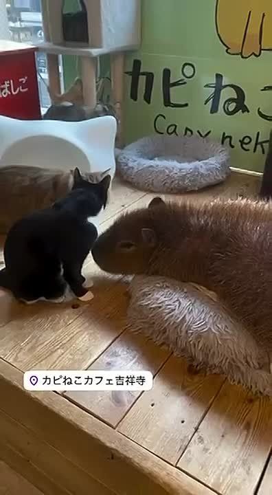 Когда хищникам на завтрак подогнали грызунов