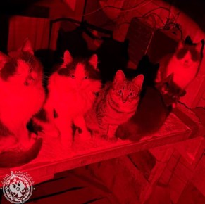 ��� ������: ������� ������ �������