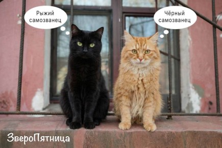 Наш ответ на загадку старшей сестры — «Фонтанки»