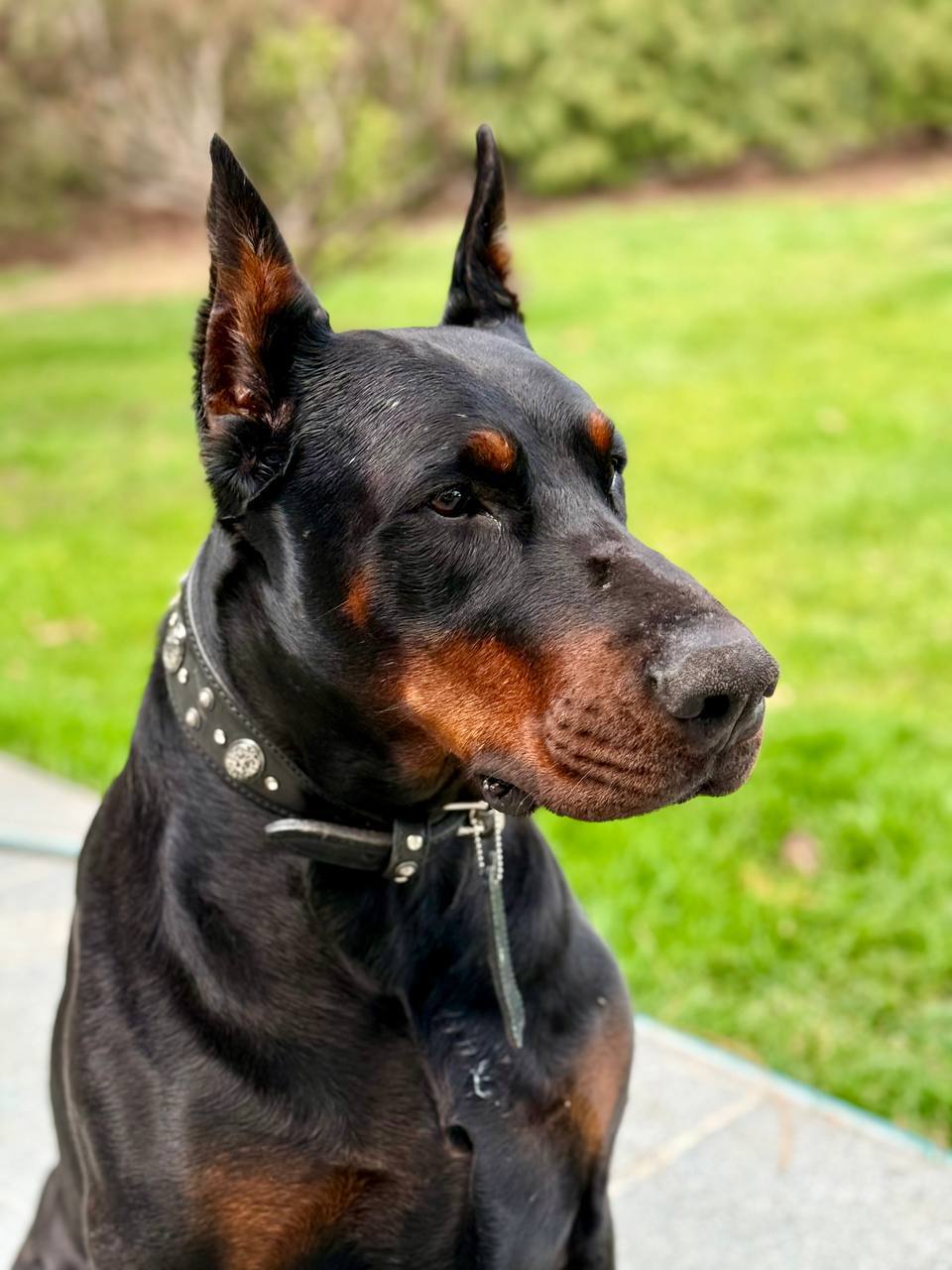 Олег Царёв: Сегодня Бесику исполнилось семь лет! Ему приготовили вкусную пиццу, выставили все его медали и награды, сфотографировали именинника и потом вкусно накормили Олег Царёв: Сегодня Бесику исполнилось семь лет! Ему приготовили вкусную пиццу, выставили все его медали и награды, сфотографировали именинника и потом вкусно накормили