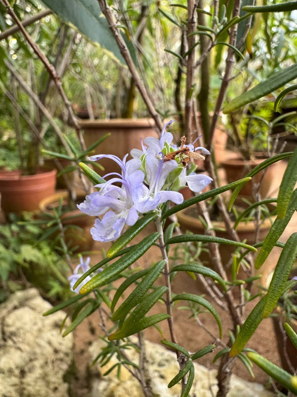 Ботанический сад гостям предложил переместиться в весну Ботанический сад гостям предложил переместиться в весну