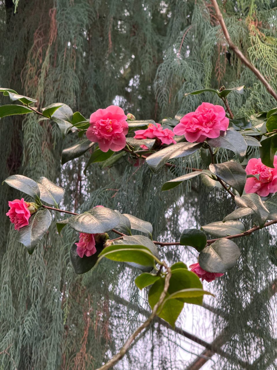 Ботанический сад гостям предложил переместиться в весну Ботанический сад гостям предложил переместиться в весну