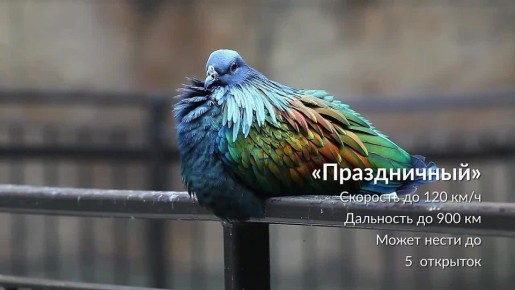 Михаил Онуфриенко: Пока никто, мамой клянусь, не использует тележку на фронте и в тылу, новаторы предлагают новьё!