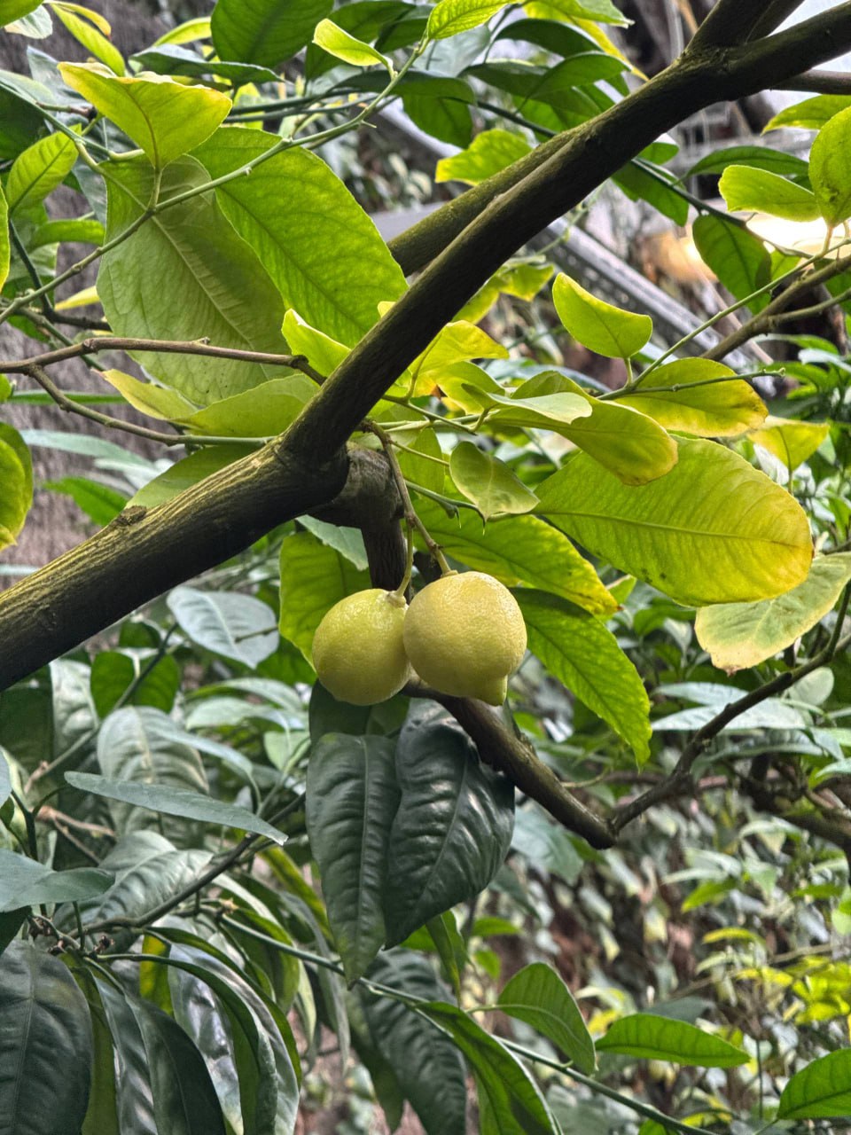 Ботанический сад гостям предложил переместиться в весну