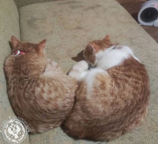 ��� ������: ������� ������ �������