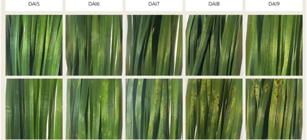 Ученые из Санкт-Петербурга разработали методику выявления болезней сельскохозяйственных растений на ранней стадии