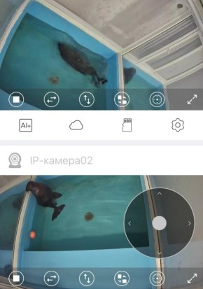 Нерпы Крошик и Шлиссик переселились в теплые бассейны из-за морозов