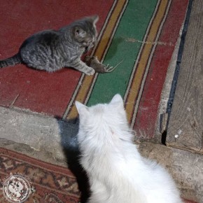 ��� ������: ������� ������ �������