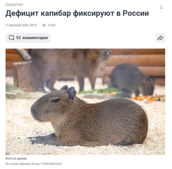 Дефицит капибар в Сестрорецке смотрит на нас: это не к добру