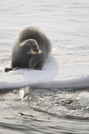 ����� �������: ��. ��� ���. ������ ����, �� ����������, ��� ���� �������� ����� �� ����� � ������������ � ���������