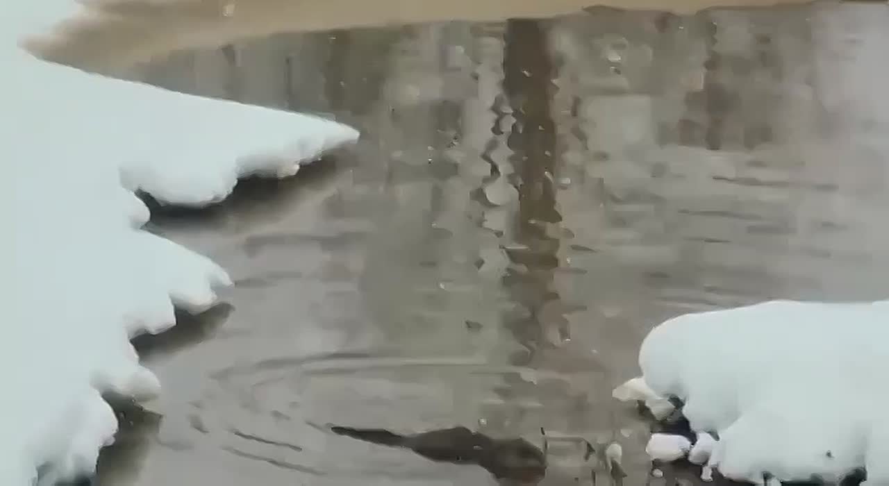 Нежданного гостя заметили в Муринском ручье