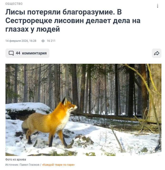 Дефицит капибар в Сестрорецке смотрит на нас: это не к добру Дефицит капибар в Сестрорецке смотрит на нас: это не к добру