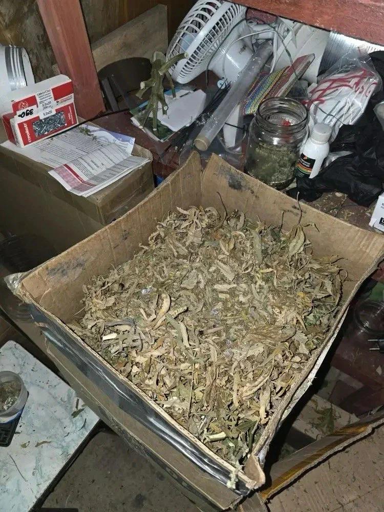 В садоводстве Всеволожского района полиция нашла плантацию марихуаны В садоводстве Всеволожского района полиция нашла плантацию марихуаны