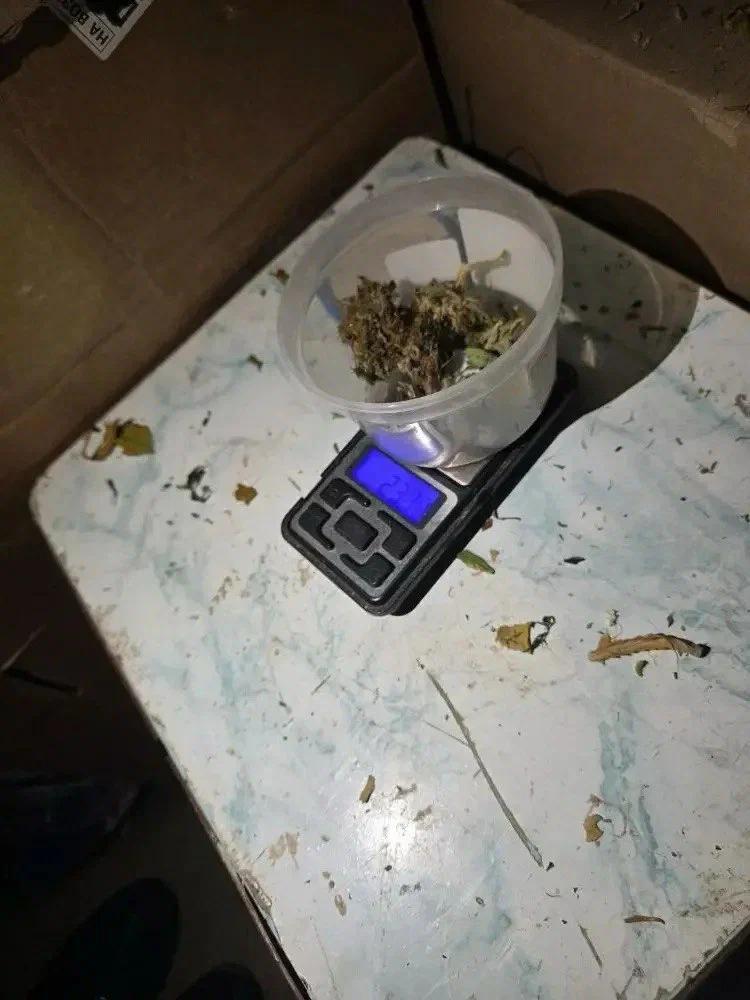 В садоводстве Всеволожского района полиция нашла плантацию марихуаны В садоводстве Всеволожского района полиция нашла плантацию марихуаны