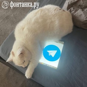 ����� Telegram ��� �����. ��������� � �������