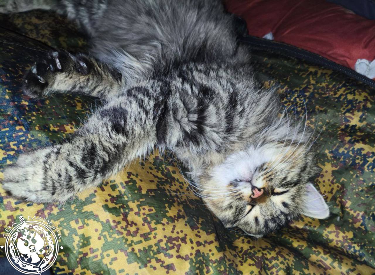 Два майора: Рубрика «Будни солдата» Два майора: Рубрика «Будни солдата»