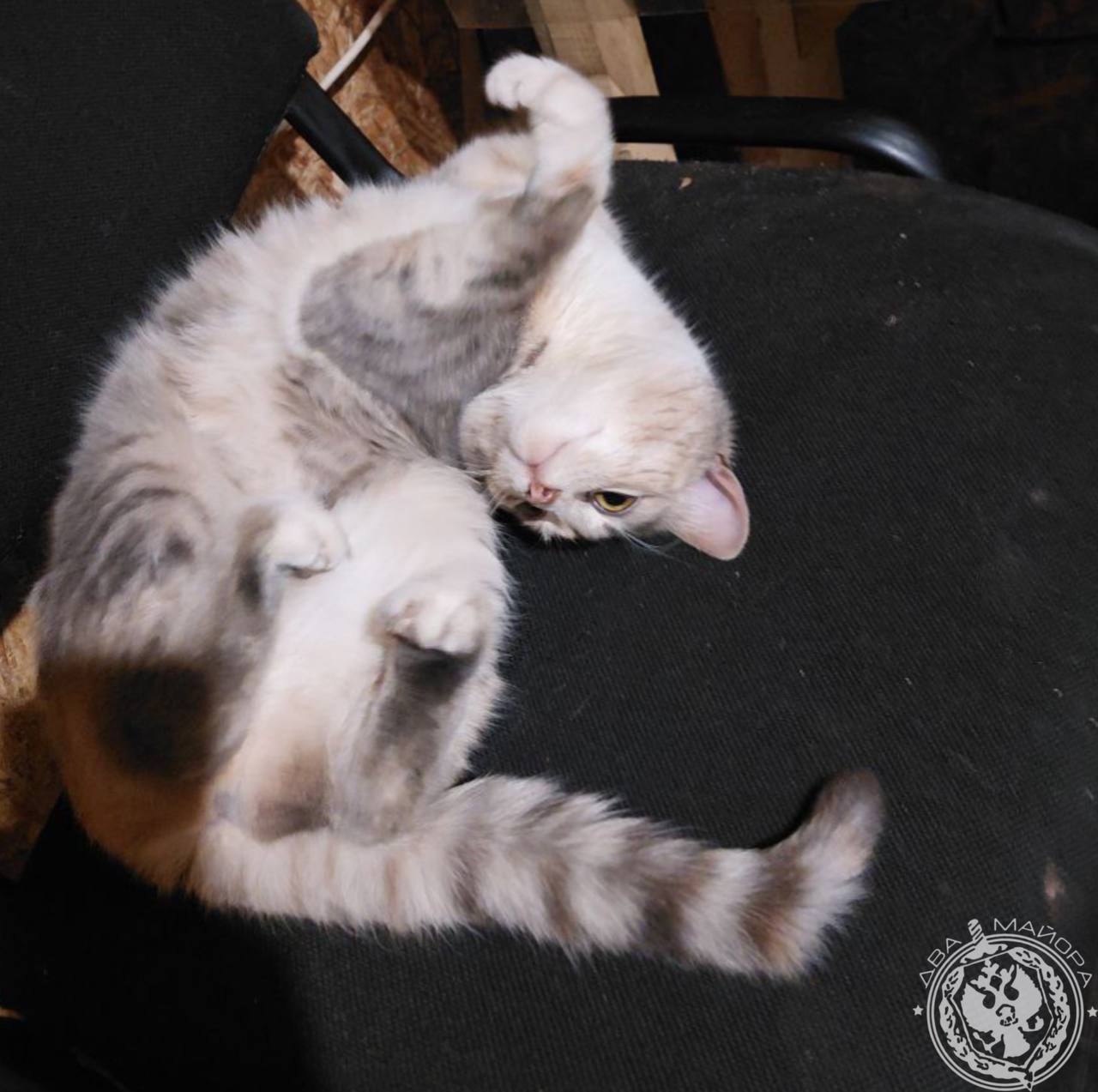 Два майора: Рубрика «Будни солдата» Два майора: Рубрика «Будни солдата»