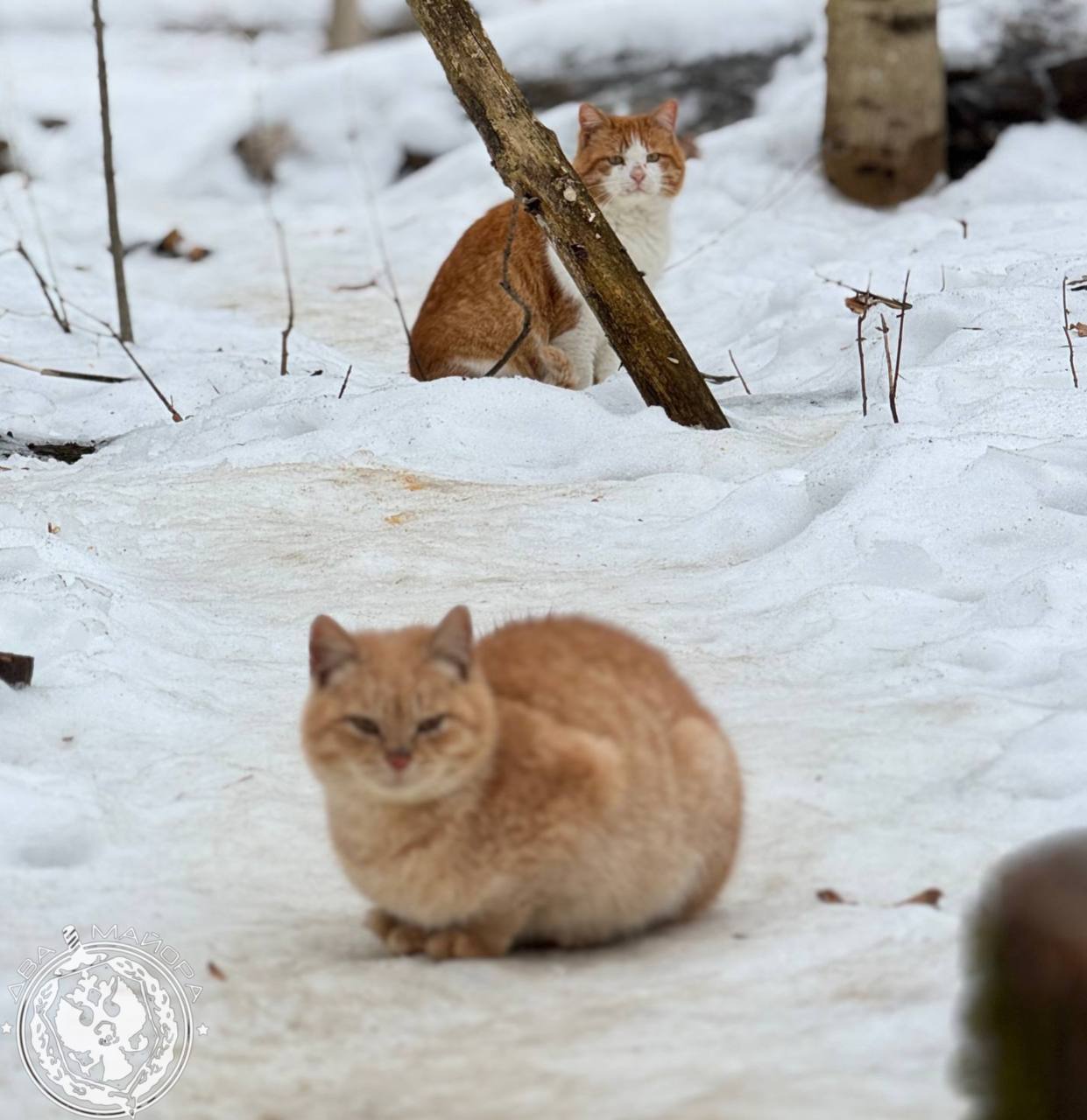Два майора: Рубрика «Будни солдата» Два майора: Рубрика «Будни солдата»