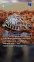 В Московском зоопарке родились три детеныша лучистой черепахи