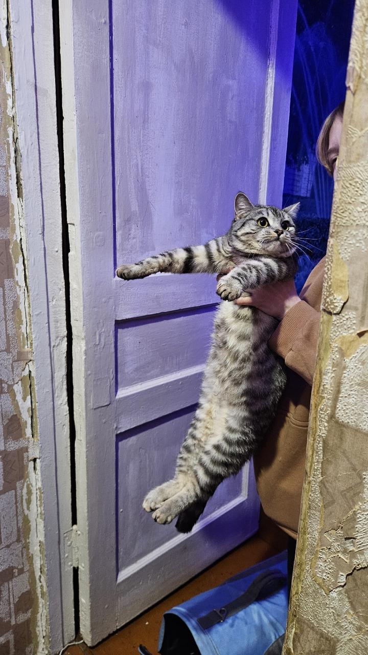 Сотрудники «Кошкиспаса» помогли кошке, застрявшей на карнизе в Сланцах Сотрудники «Кошкиспаса» помогли кошке, застрявшей на карнизе в Сланцах