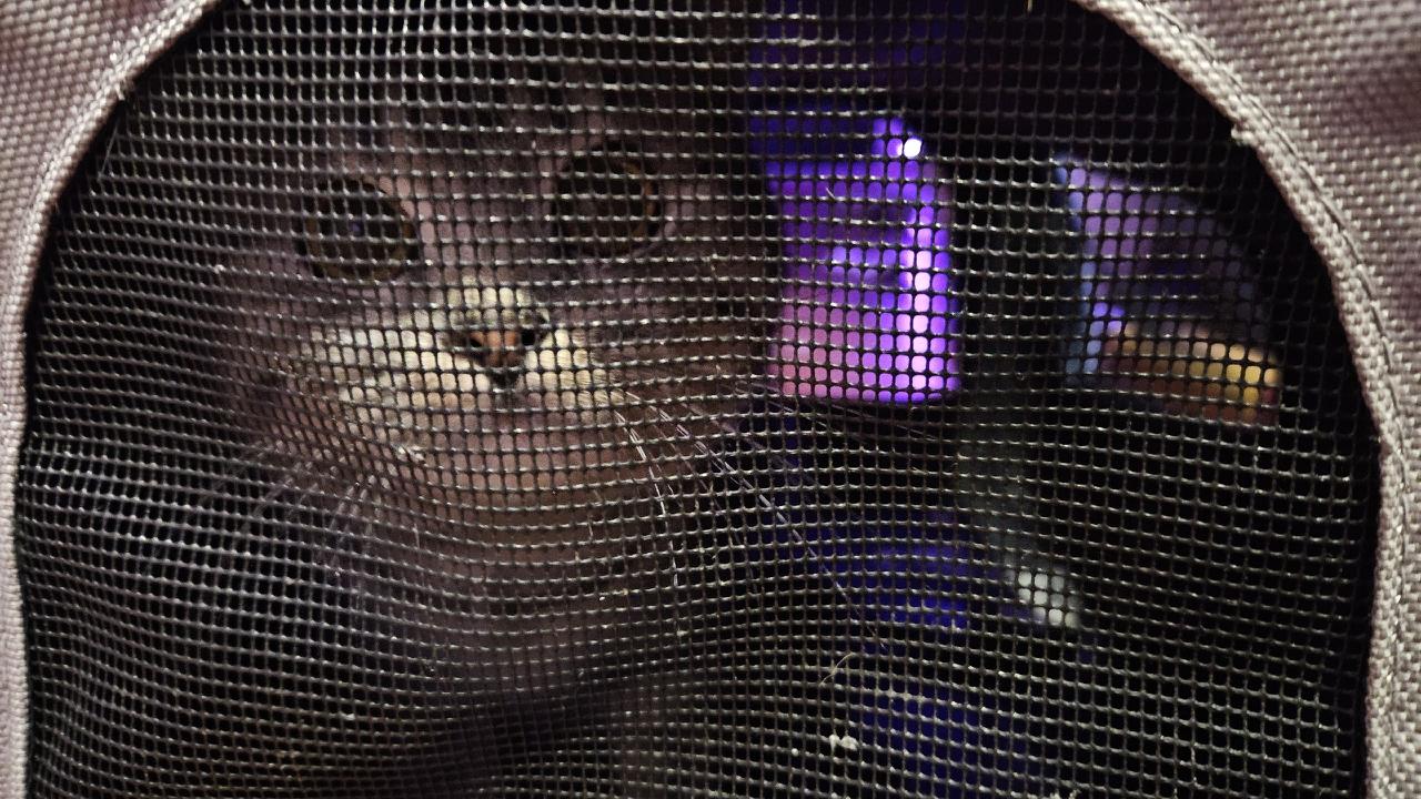 Сотрудники «Кошкиспаса» помогли кошке, застрявшей на карнизе в Сланцах Сотрудники «Кошкиспаса» помогли кошке, застрявшей на карнизе в Сланцах