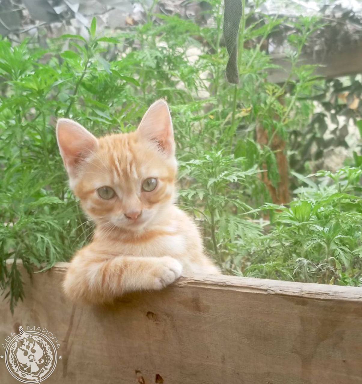 Два майора: Рубрика «Будни солдата» Два майора: Рубрика «Будни солдата»