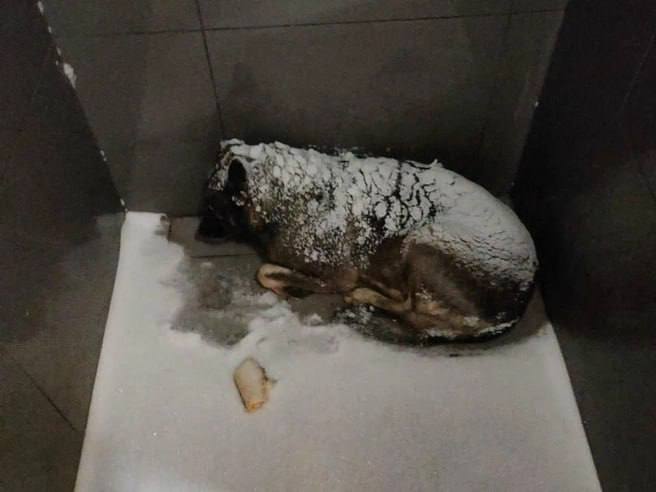 «Следующий кто укроет собаку пойдет за собакой»