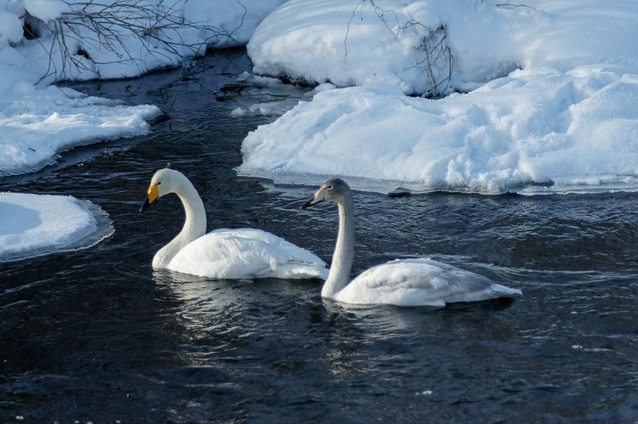 На Вуоксе под Приозерском заметили величавых лебедей На Вуоксе под Приозерском заметили величавых лебедей