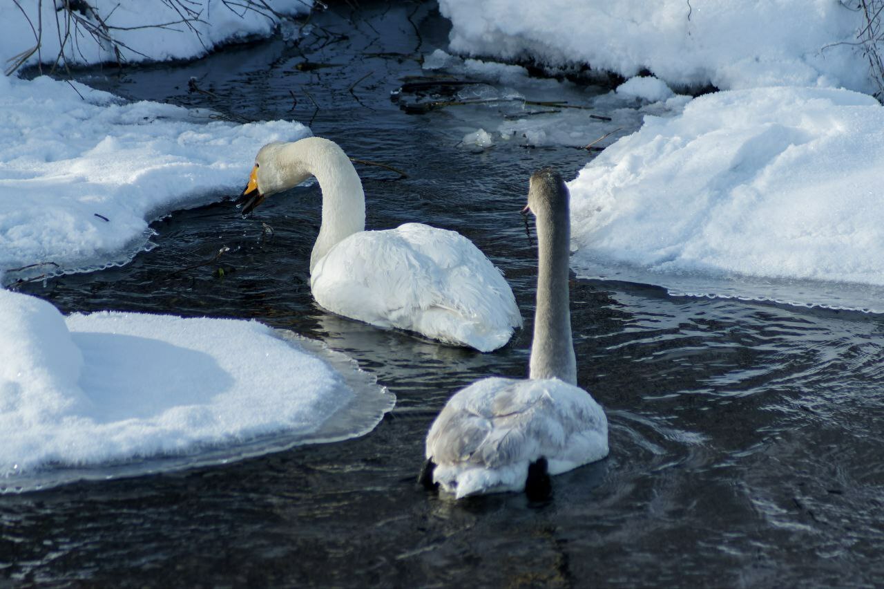 На Вуоксе под Приозерском заметили величавых лебедей На Вуоксе под Приозерском заметили величавых лебедей