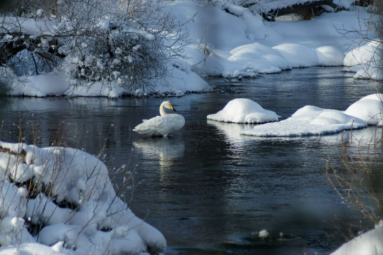 На Вуоксе под Приозерском заметили величавых лебедей На Вуоксе под Приозерском заметили величавых лебедей