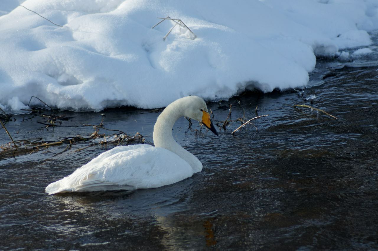 На Вуоксе под Приозерском заметили величавых лебедей На Вуоксе под Приозерском заметили величавых лебедей
