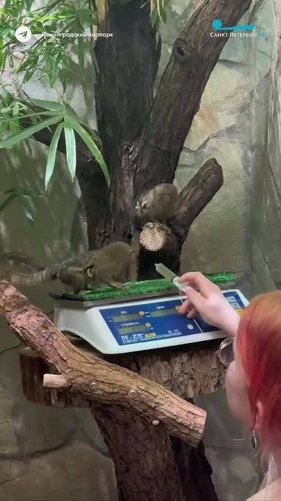 Карликовые игрунки Лили и Полумна из Ленинградского зоопарка научились спокойно взвешиваться — без стресса, за лакомство