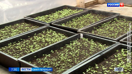 В Петербургских оранжереях начинают процесс пикировки рассады