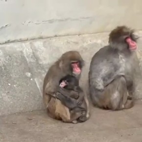 ���� ����: ����������� �������: ������ ������ ����� ������� � ����