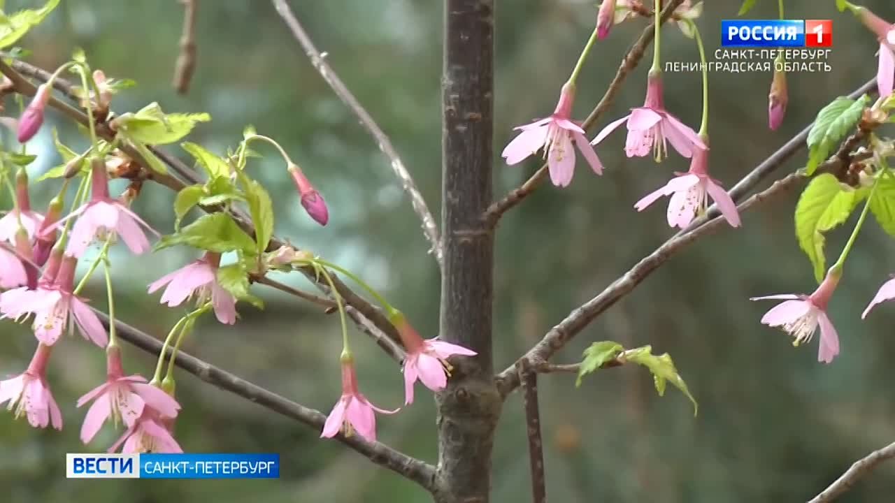 Сакура и персик распустились в Ботаническом саду