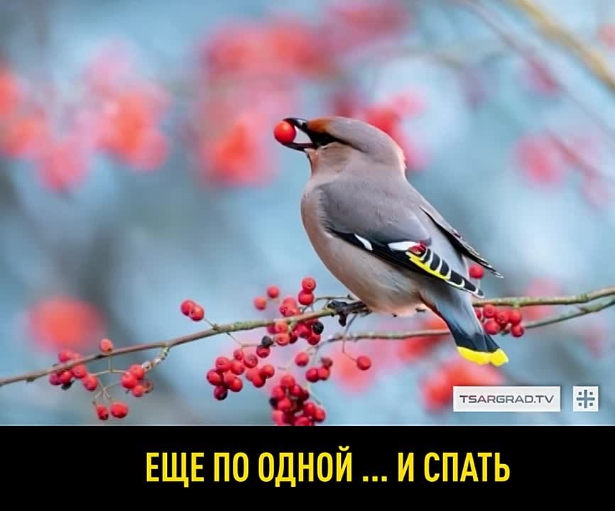 Весенний банкет с последствиями: Как помочь «пьяному» свиристелю?