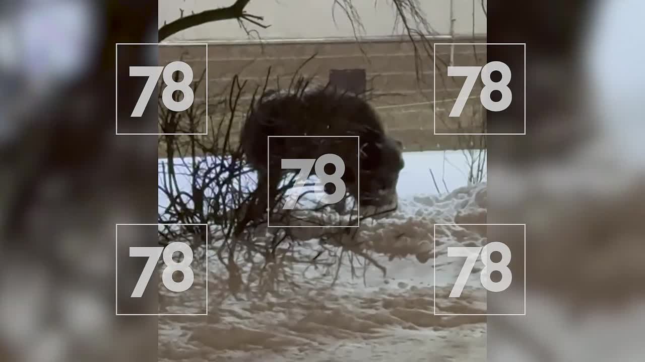 «Метнуться кабанчиком»: жители Юнтолово рассказали о встречах со зверем в своих дворах