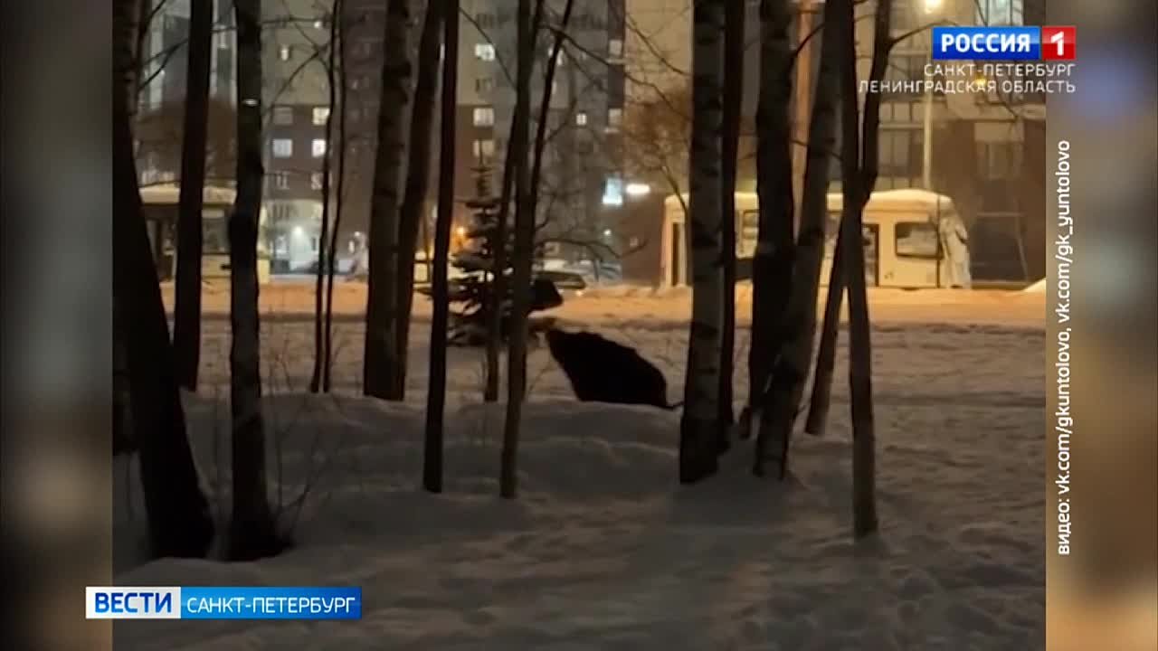 В Приморском районе заметили дикого кабана