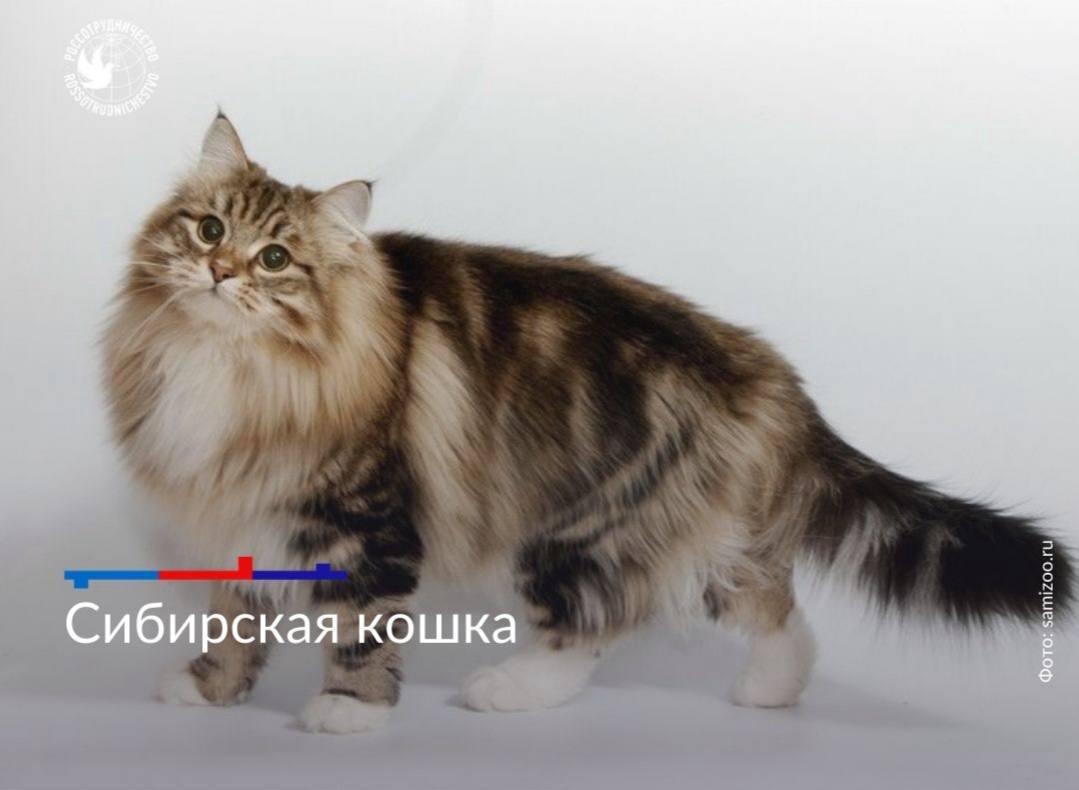 1 марта отмечается День кошек в России 1 марта отмечается День кошек в России