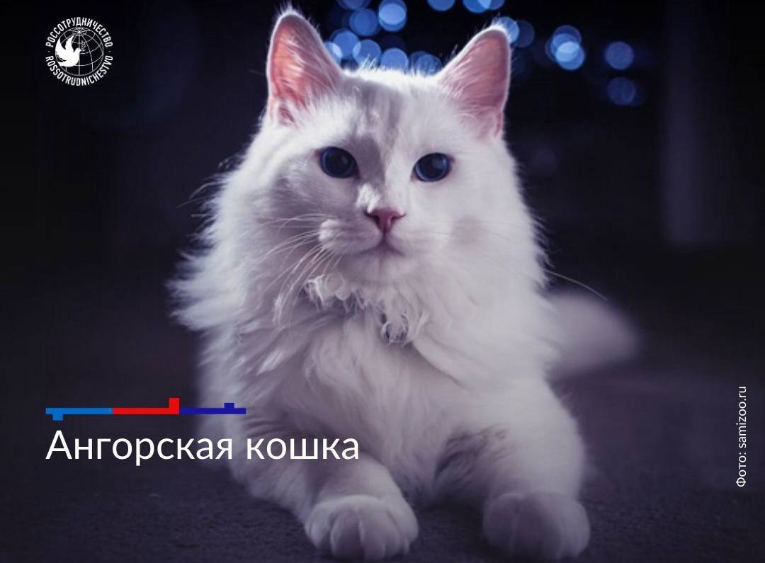 1 марта отмечается День кошек в России 1 марта отмечается День кошек в России