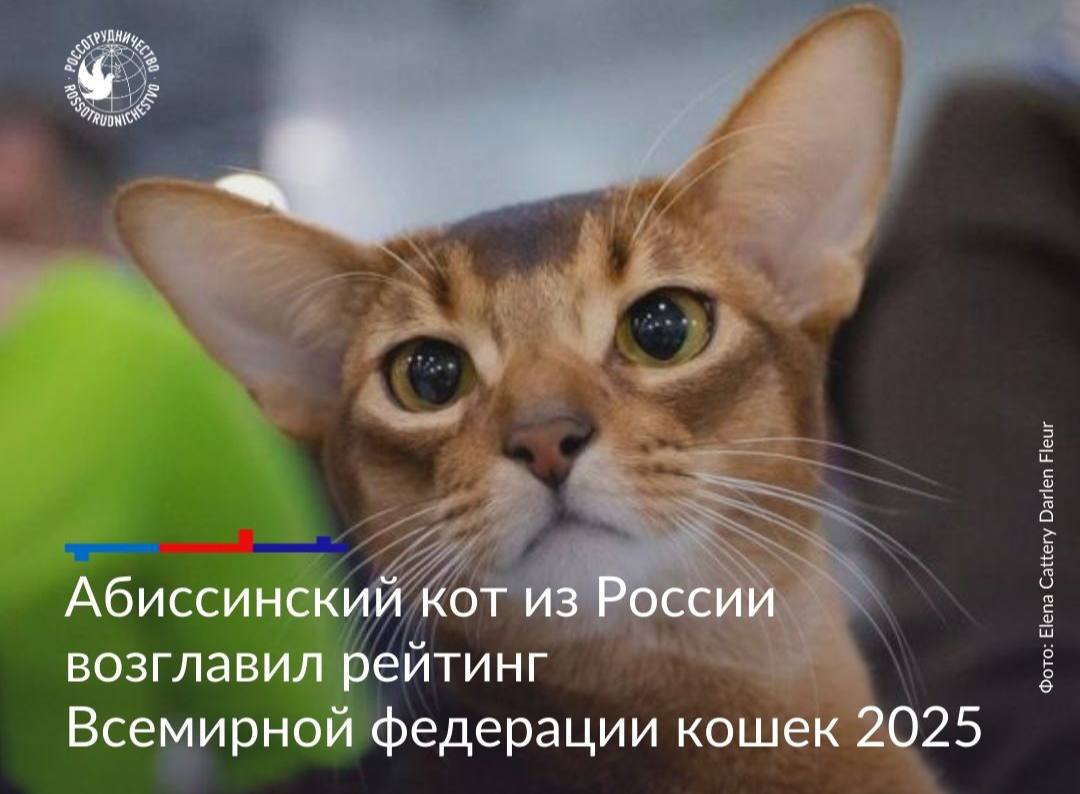 1 марта отмечается День кошек в России 1 марта отмечается День кошек в России