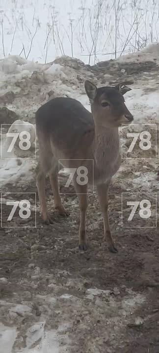 Лань из Бугров впервые дала себя погладить — продолжаем следить за приключениями местной «Бэмби»