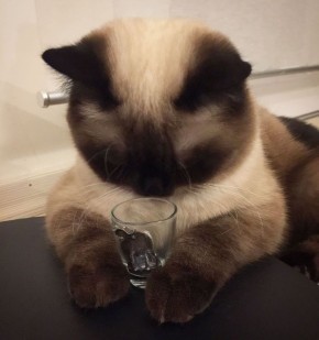 ������� ������: ������� �� ������������ � ����-����� ��������: