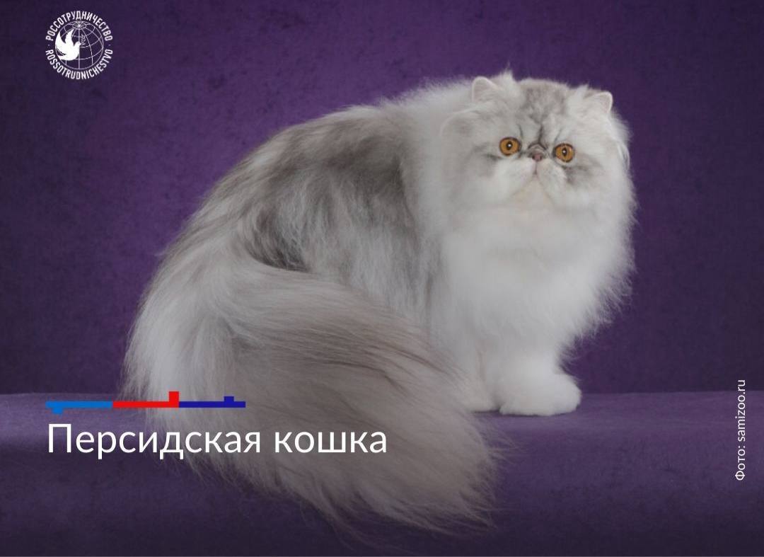 1 марта отмечается День кошек в России 1 марта отмечается День кошек в России