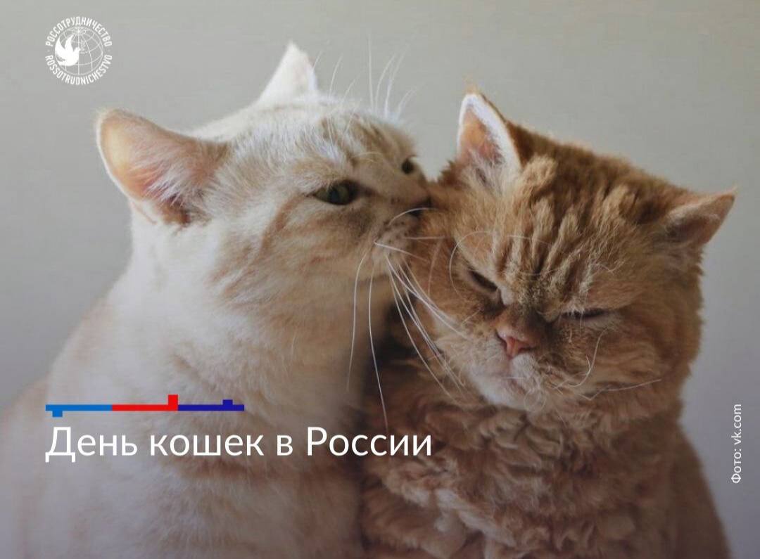 1 марта отмечается День кошек в России