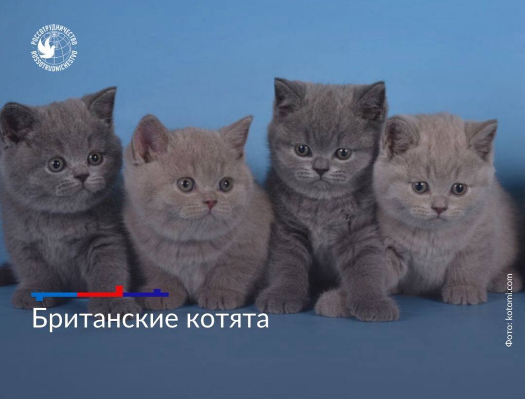 1 марта отмечается День кошек в России 1 марта отмечается День кошек в России