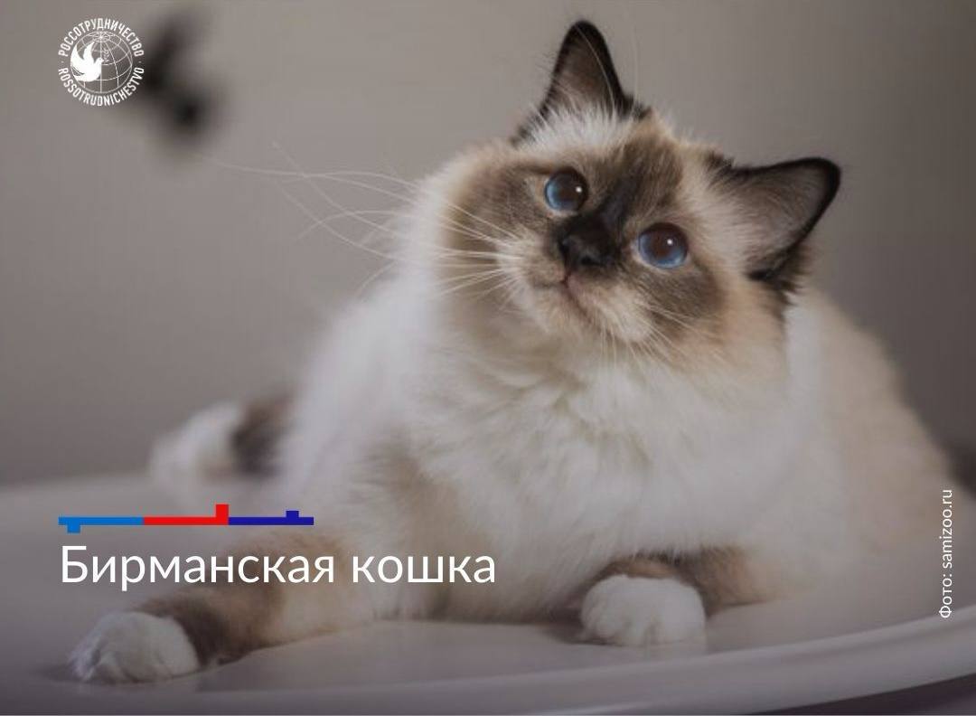 1 марта отмечается День кошек в России 1 марта отмечается День кошек в России